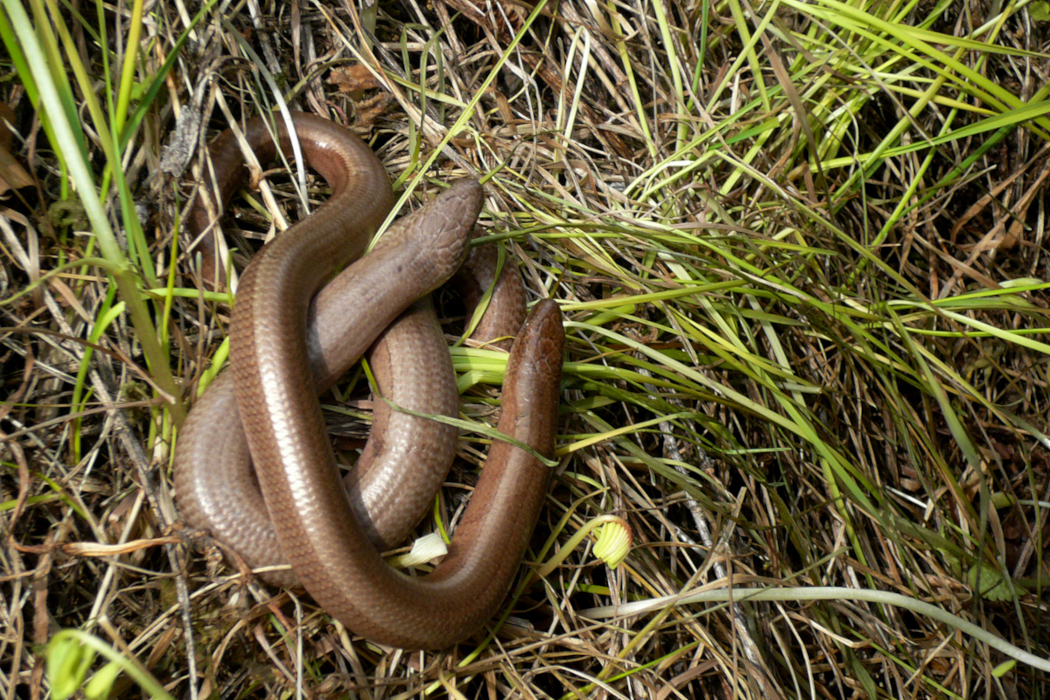 Blindschleichen mittel