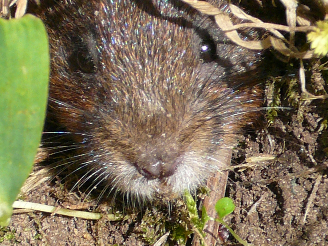 Fauna Hützenberg 1 Wühlmaus. 039 mittel